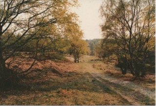 cannock-chase_13